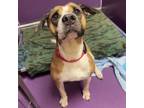 Adopt Patrischa a Mixed Breed