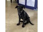 Adopt Bacardi a Retriever