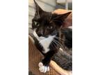 Adopt Jackie a Domestic Short Hair