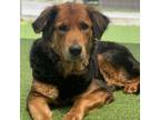 Adopt Chanel a Shepherd