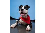 Adopt Skully a Pit Bull Terrier, Mixed Breed