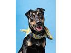 Adopt Grand Pup a Mixed Breed