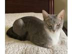 Adopt Cheryl a Domestic Short Hair