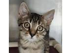 Adopt Grinder a Domestic Short Hair
