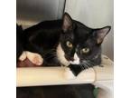 Adopt Nicki a Domestic Short Hair