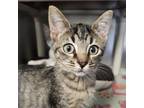 Adopt Hoagie a Domestic Short Hair
