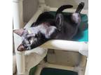 Adopt Cardi a Domestic Short Hair