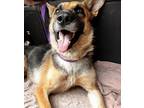 Adopt Honey a German Shepherd Dog
