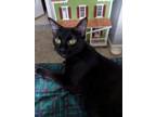 Adopt Clover Lo a Domestic Short Hair