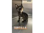 Adopt Tortilla a Domestic Short Hair