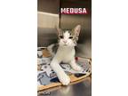 Adopt Medusa a Domestic Short Hair