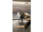 Adopt Penelope a Domestic Short Hair