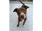 Adopt Yoshi a Pit Bull Terrier