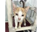 Adopt Stacy a Domestic Short Hair