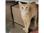 Adopt Jordan a Domestic Short Hair