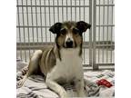 Adopt Sis a Australian Cattle Dog / Blue Heeler