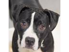 Adopt Diamond a Pit Bull Terrier