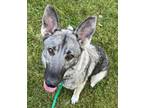 Adopt Lassie a German Shepherd Dog