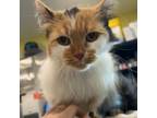 Adopt Roxie a Domestic Long Hair, Ragdoll