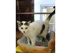 Adopt Kiwi 42371 a Domestic Short Hair