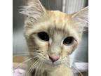 Adopt Marmalade 42388 a Domestic Short Hair