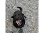 Adopt Bingo a Australian Cattle Dog / Blue Heeler, Great Pyrenees