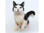 Adopt Eclipse a Domestic Medium Hair