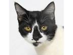 Adopt Luna a Domestic Short Hair