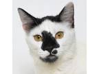 Adopt Venus a Domestic Short Hair