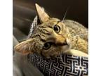 Adopt Honey a Domestic Short Hair