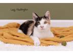 Adopt Lady Fluffington a Domestic Short Hair
