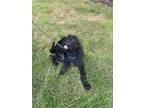 Adopt Whitney Houston a Mixed Breed