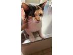 Adopt Autumn a Domestic Short Hair