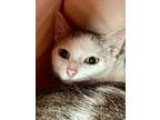 Adopt Ayla a Domestic Short Hair
