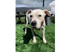 Adopt Sheba a Pit Bull Terrier, Mixed Breed
