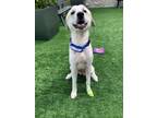 Adopt Tangerine a Great Pyrenees, Mixed Breed
