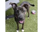 Adopt Lacey a American Staffordshire Terrier