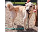 Adopt Bonnie a Labrador Retriever, Husky
