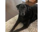 Adopt Penny a Labrador Retriever