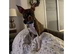 Adopt Rey a Boston Terrier