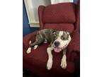 Adopt Diamond a Pit Bull Terrier, Mixed Breed