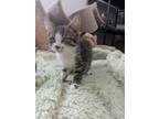 Adopt envy a Domestic Short Hair