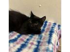 Adopt Autumn a Domestic Long Hair