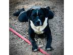 Adopt Jill a Labrador Retriever