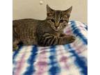 Adopt Summer a Domestic Short Hair