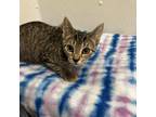 Adopt Spring a Domestic Short Hair