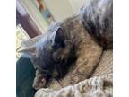 Adopt Mama Jill a Domestic Short Hair