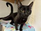 Adopt Rose a Domestic Short Hair