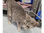 Adopt Harmony a Domestic Short Hair