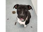 Adopt Jenny a Pit Bull Terrier